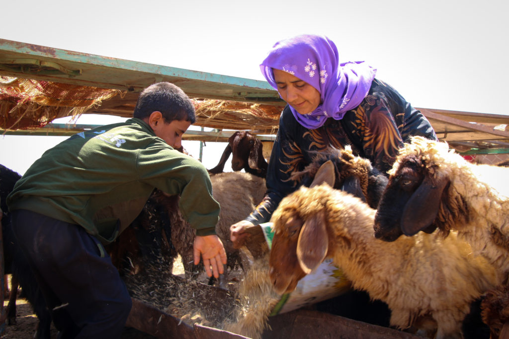 Feeding the animals | Syria Resilience Consortium