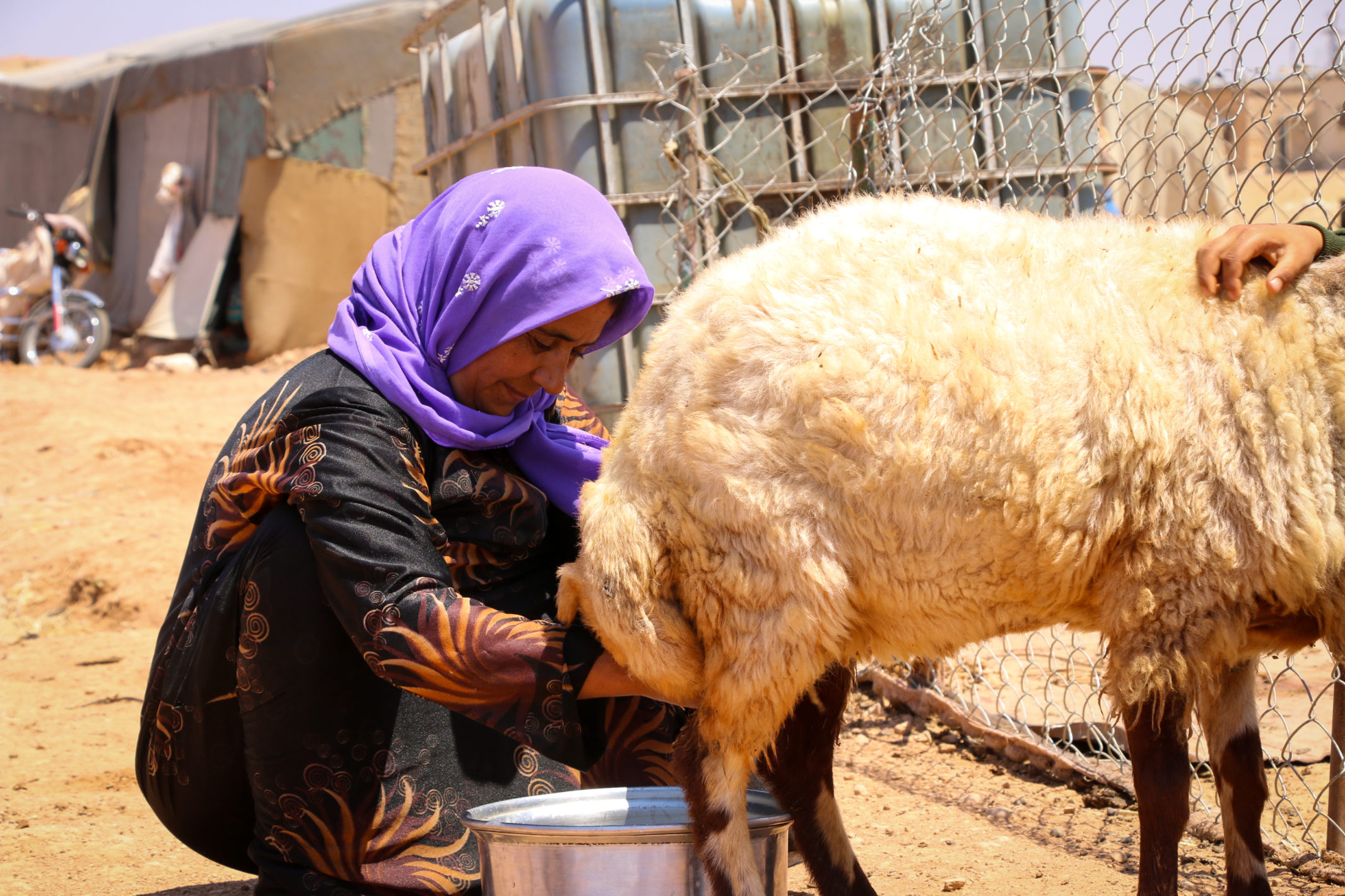 Milking a sheep | Syria Resilience Consortium